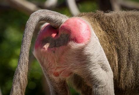 fesses de babouin|Babouin — Wikipédia